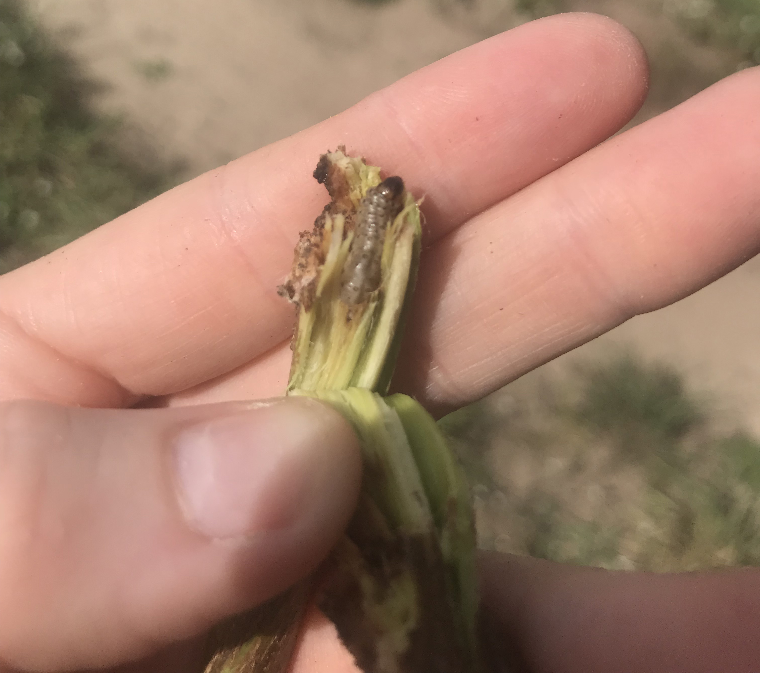 ECB larvae in bine.